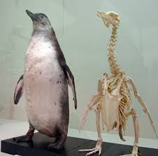 ペンギン　骨格